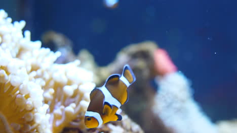 Clownfische-Oder-Anemonenfische-Schwimmen-Neben-Einer-Anemone-Und-Korallen.